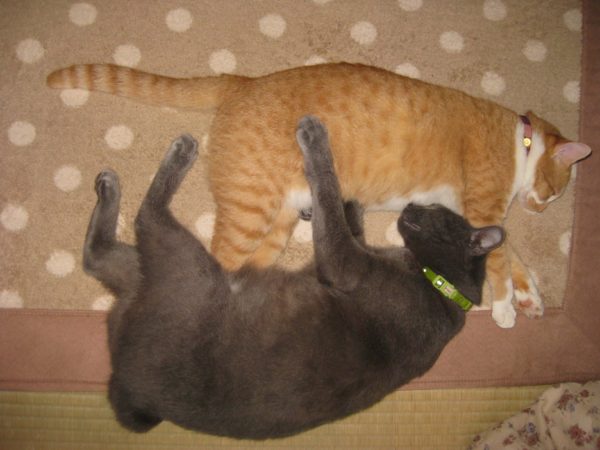 寄り添って寝る黄色猫と灰色猫の画像