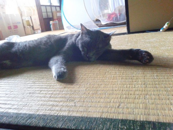 畳の上で行き倒れる灰色猫の画像