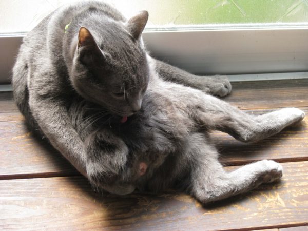 毛づくろいする灰色猫