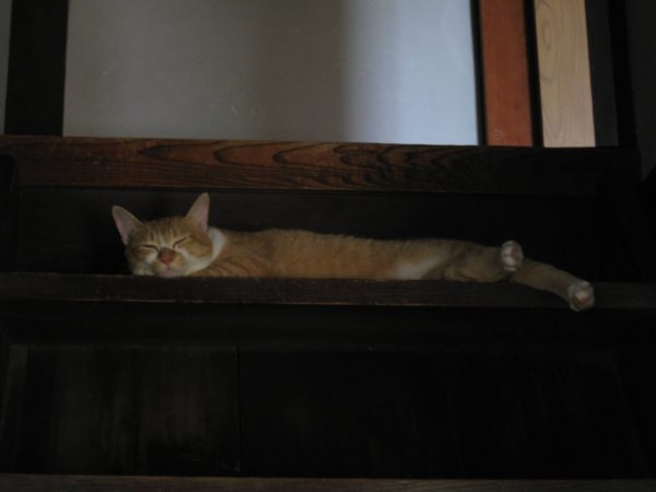 古民家の階段で寝る黄色猫の画像
