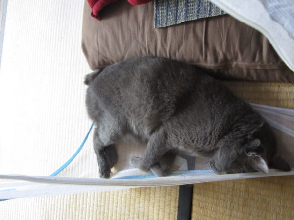 蚊帳の隅っこで寝る灰色猫