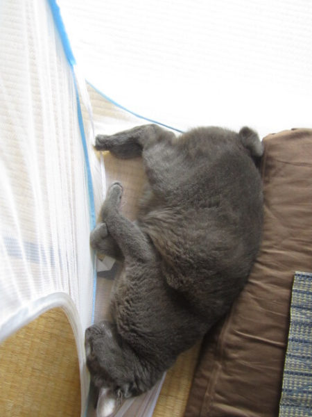 蚊帳の隅っこで寝る灰色猫　その２