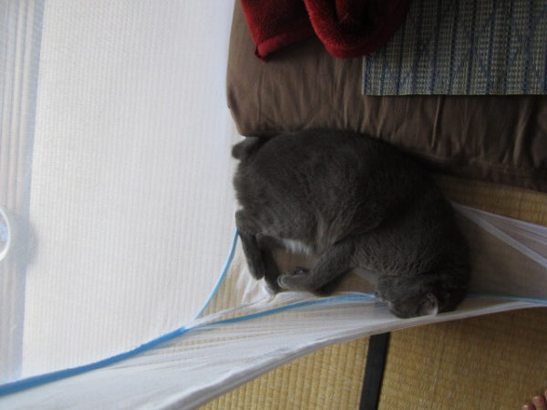 蚊帳の隅っこで寝る灰色猫　その４