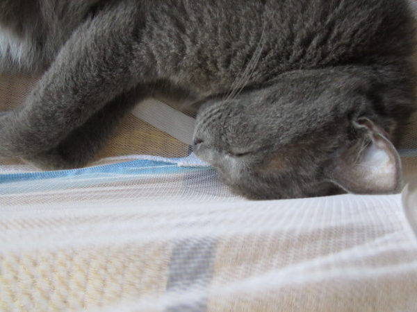 蚊帳の隅っこで寝る灰色猫　その３