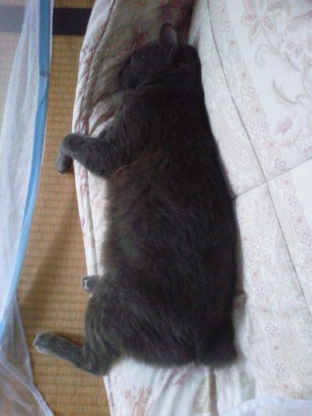 コサージュしっぽ別名ジャパニーズボブテイルの灰色猫