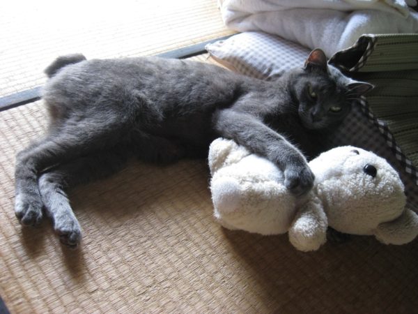 くまちゃんを抱きしめる灰色猫
