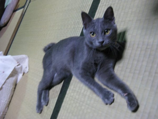 悪魔的でない、灰色猫の画像