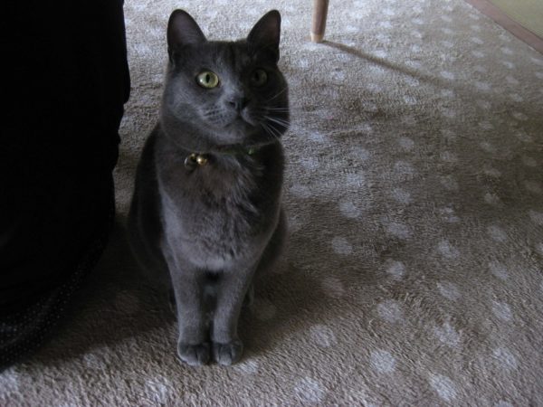 悪魔的でない、灰色猫の画像