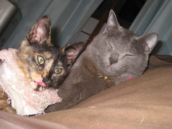 ヘン顔の灰色猫とコワいさび猫
