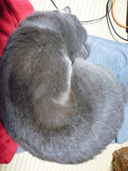 膝の上でニャンモナイトになっている灰色猫ししゃも