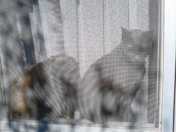 網戸の奥から外をみる灰色猫とさび猫