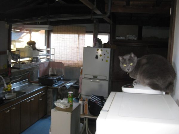 古民家の台所でポットに乗ってお尻を暖める妖怪、灰色猫ししゃも