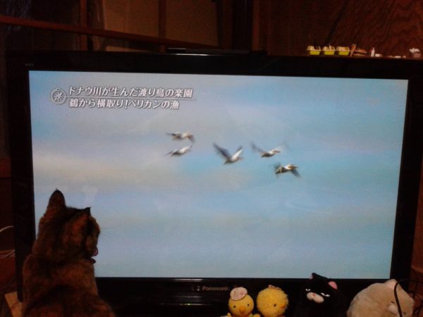 テレビに映る鳥を目で追うさび猫しめじ