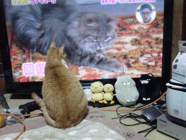 猫のテレビ観ている黄色猫きなこ