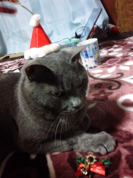 サンタの帽子被ってクリスマス気分の灰色猫ししゃも