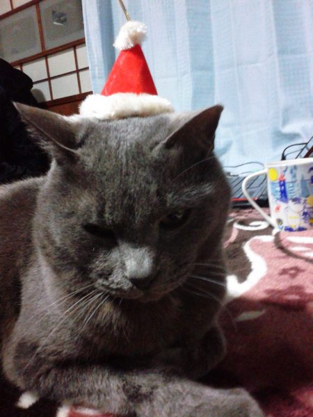 サンタの帽子被ってクリスマス気分の灰色猫ししゃも