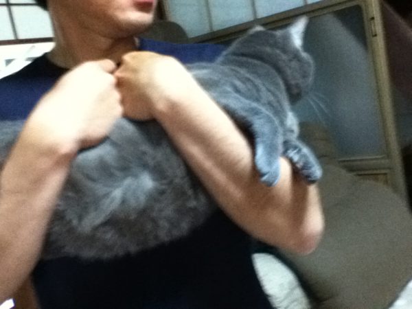 抱えられた灰色猫ししゃも