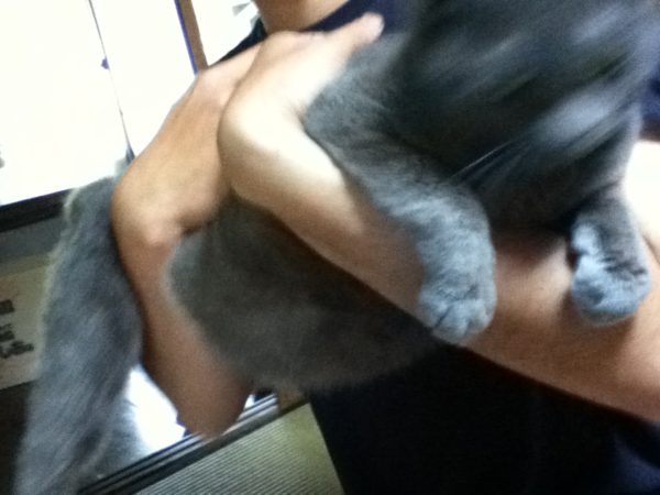 ネコの写真ヘタクソ選手権灰色猫ししゃも