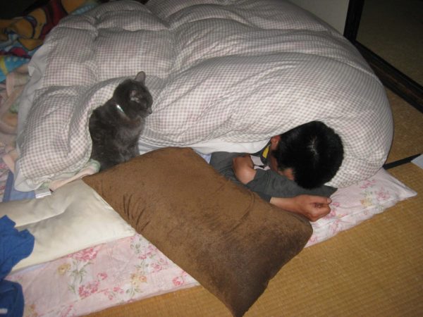 布団で人のように寝る灰色猫ししゃも