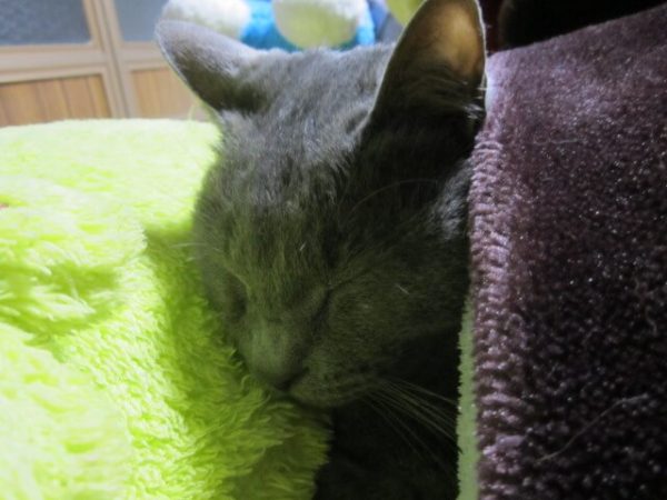 布団で人のように寝る灰色猫ししゃも