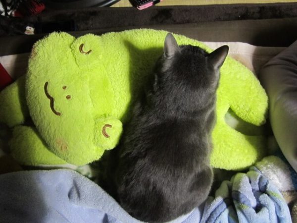 モフモフカエルクッションで寝る灰色猫ししゃも