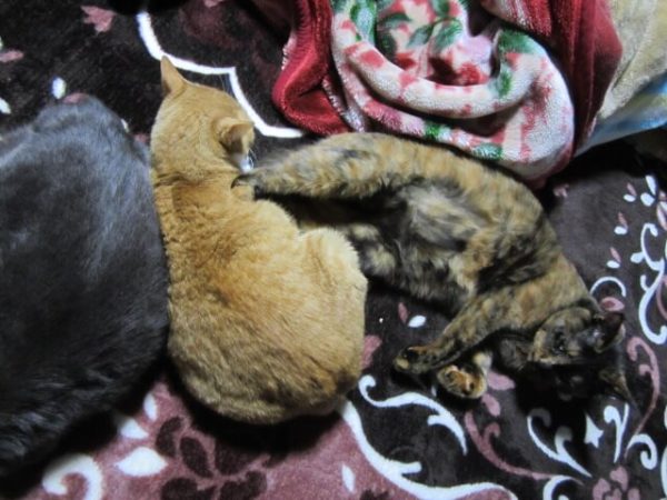 ３色猫団子。仲良くない３匹の猫が仲良くしてるところ