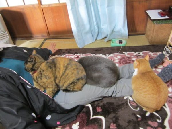 猫との生活で困ること、３匹猫が乗って身動きがとれない