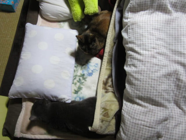 猫との生活で困ること、夜布団で身動きがとれない