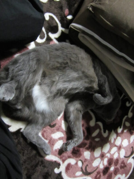 お腹をだして寝る灰色猫ししゃも