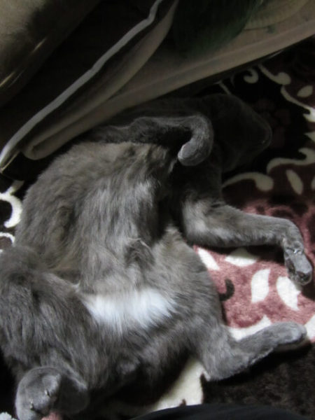 お腹の四次元ポケットを丸出しで寝る灰色猫ししゃも