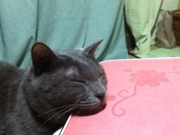 コタツのテーブルに顔をのせてくつろぐうさぎ尻尾で灰色猫のししゃも
