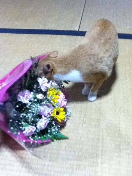 お花が大好き過ぎて食べようとする黄色猫きなこ