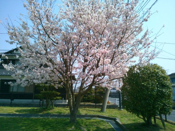 散歩道に白いレンゲが咲いてました。桜も満開
