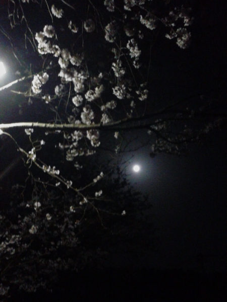 ブルームーンと夜桜