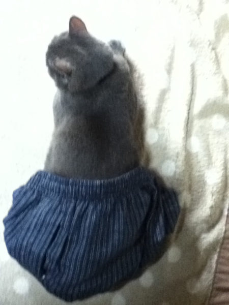 ズボンはいてるみたいな灰色猫ししゃも