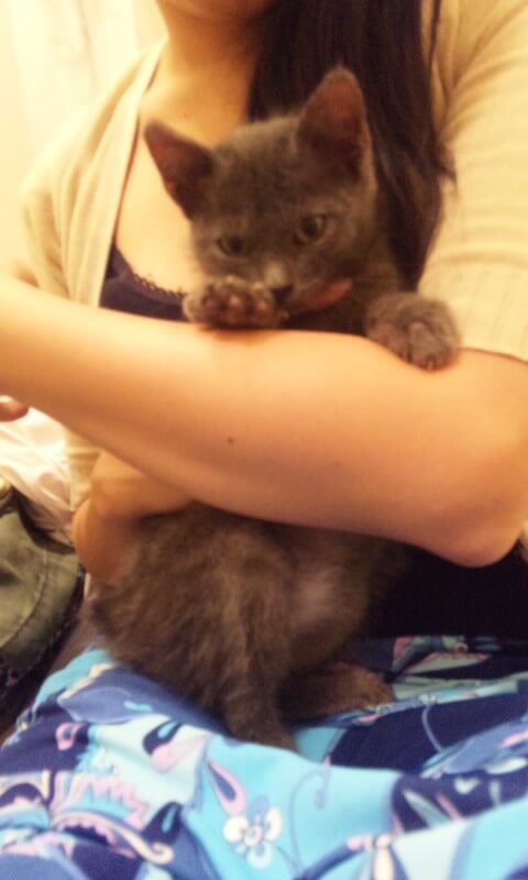 8ヶ月かかってようやく完成したエコバッグ(デカイ)　猫　シュール柄　簡単　頑丈