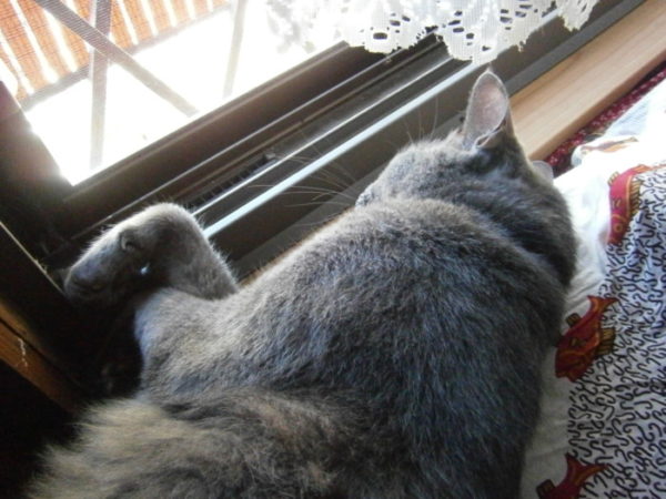 窓を考える猫たちと最近のぷっこ
