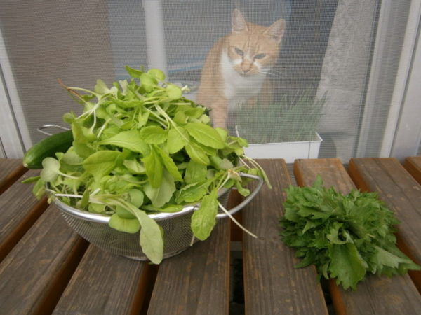プランターで野菜栽培【はつか大根とカブ・ついでに猫草】