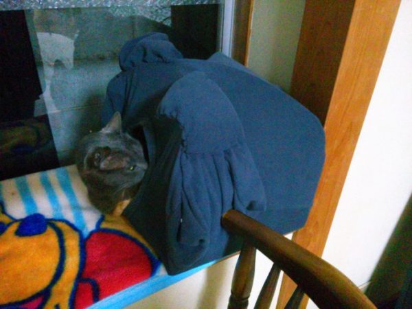 DIYの猫テントの現状
