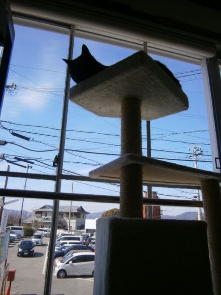 保護猫カフェでプチ浮気o(^ФωФ^)o
