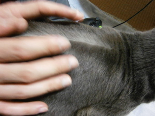 灰色猫ししゃもの背中にファスナー発見