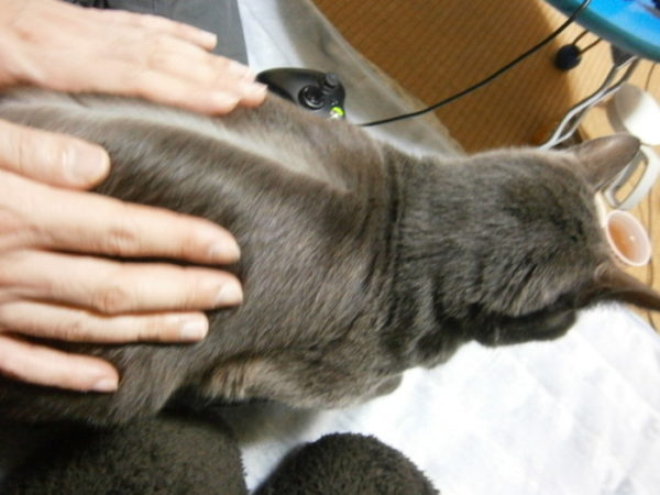 灰色猫ししゃもの背中にファスナー発見