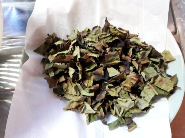 自家製柿の葉茶を作ってみた。