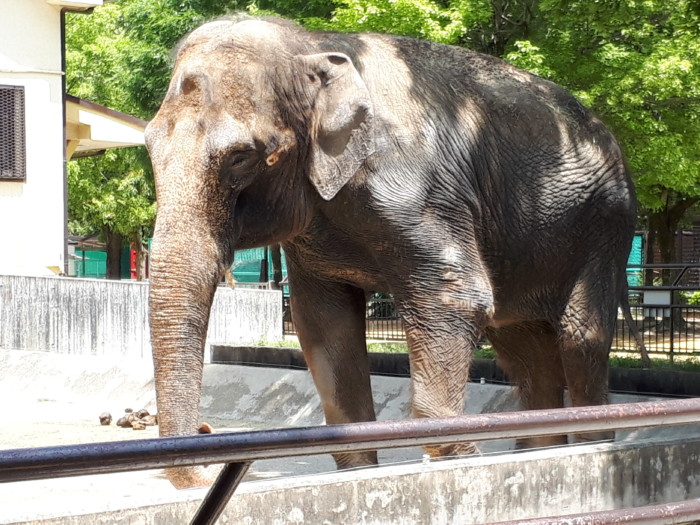 動物園の象さんを見て悲しくなった話。【姫路市立動物園のアジア象の姫子さん】
