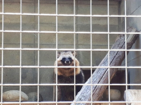 姫路市立動物園に行ってきた。タヌキ