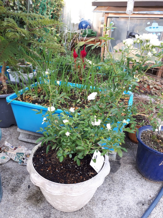 枇杷(ビワ)の花と間引き菜の収穫祭