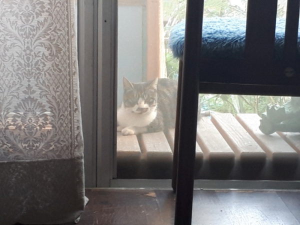 見知らぬ仔猫が家の周りをうろついていて、物欲しそうにこちらを見ているけど、どうしよう？(*´Д`)
