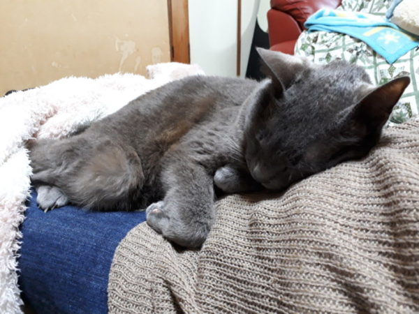 灰色猫ししゃもを膝にのせてお昼寝