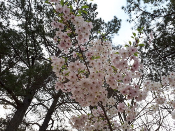 コロナ禍でも、春を皆で楽しみたくて【春のお花を即席押し花&ラミネートに】