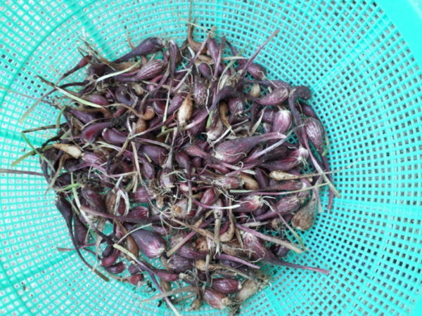 プランター栽培のネギ類&チューリップの球根収穫。